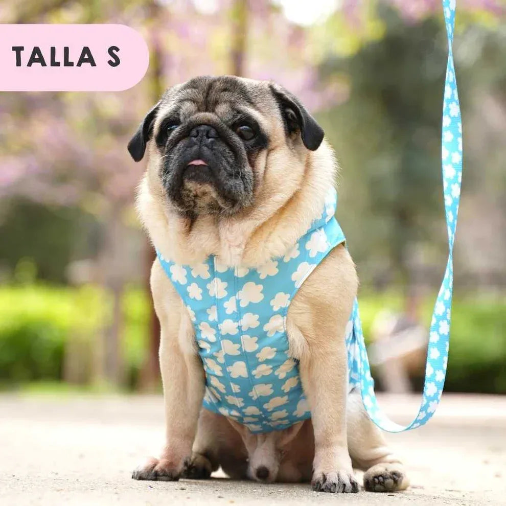 CHUBASQUERO PERRO NUBES Y ESTRELLAS - Agatha Ruiz de la Prada