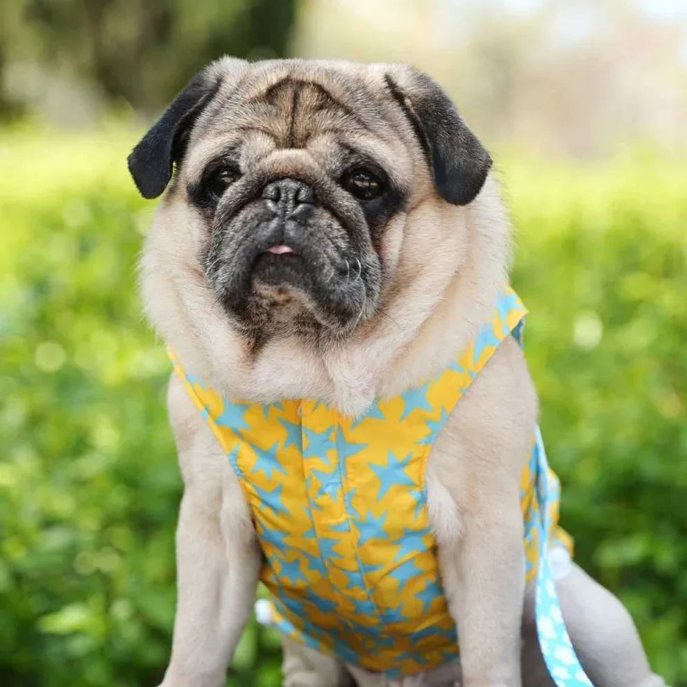 CHUBASQUERO PERRO NUBES Y ESTRELLAS - Agatha Ruiz de la Prada