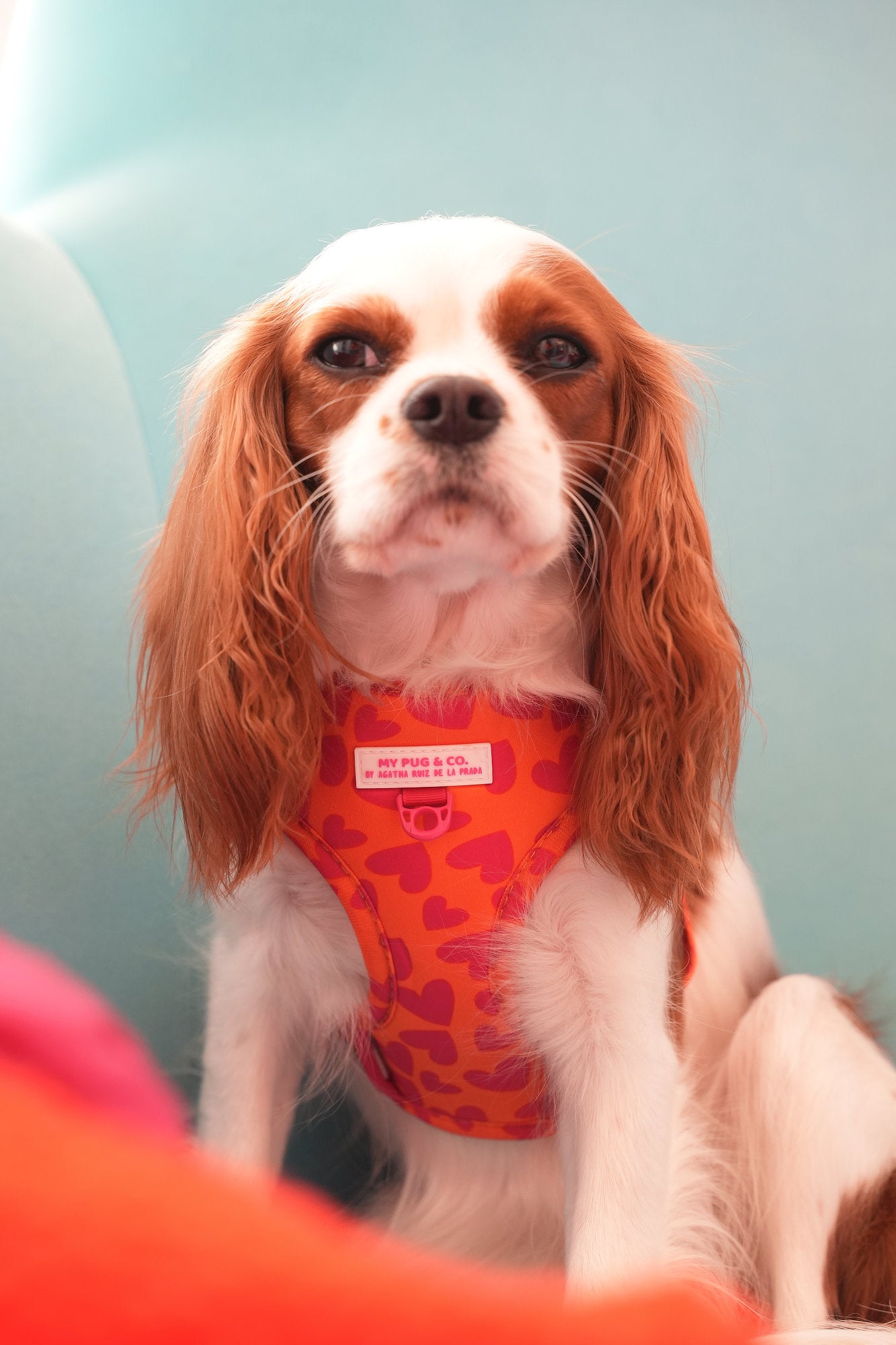 ARNES AJUSTABLE CORAZONES