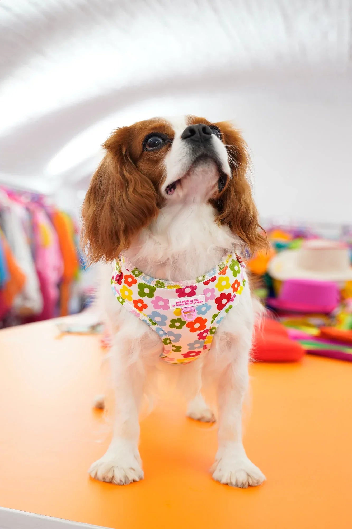 ARNES AJUSTABLE FLORES - Agatha Ruiz de la Prada