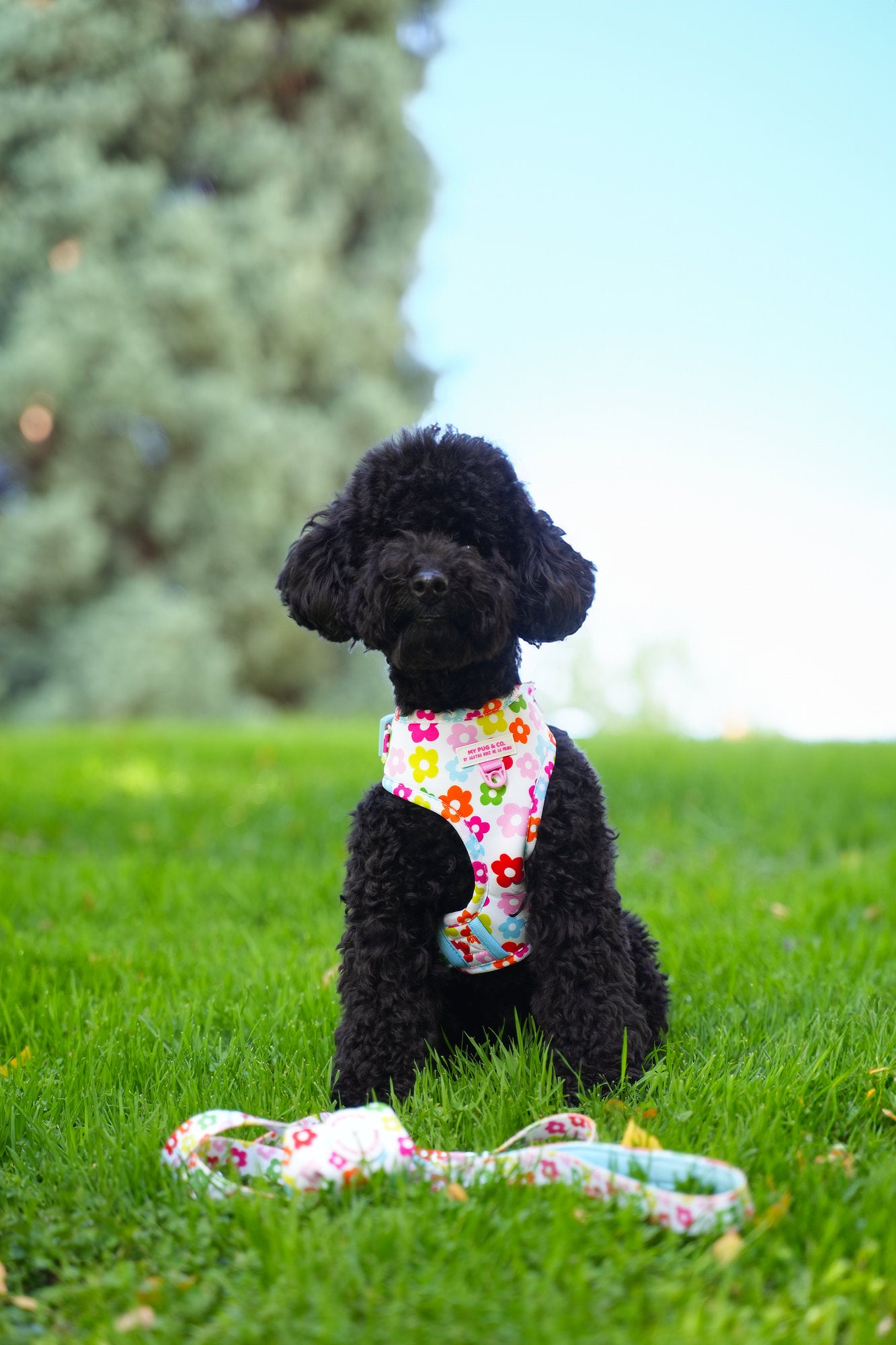 ARNES AJUSTABLE FLORES - Agatha Ruiz de la Prada