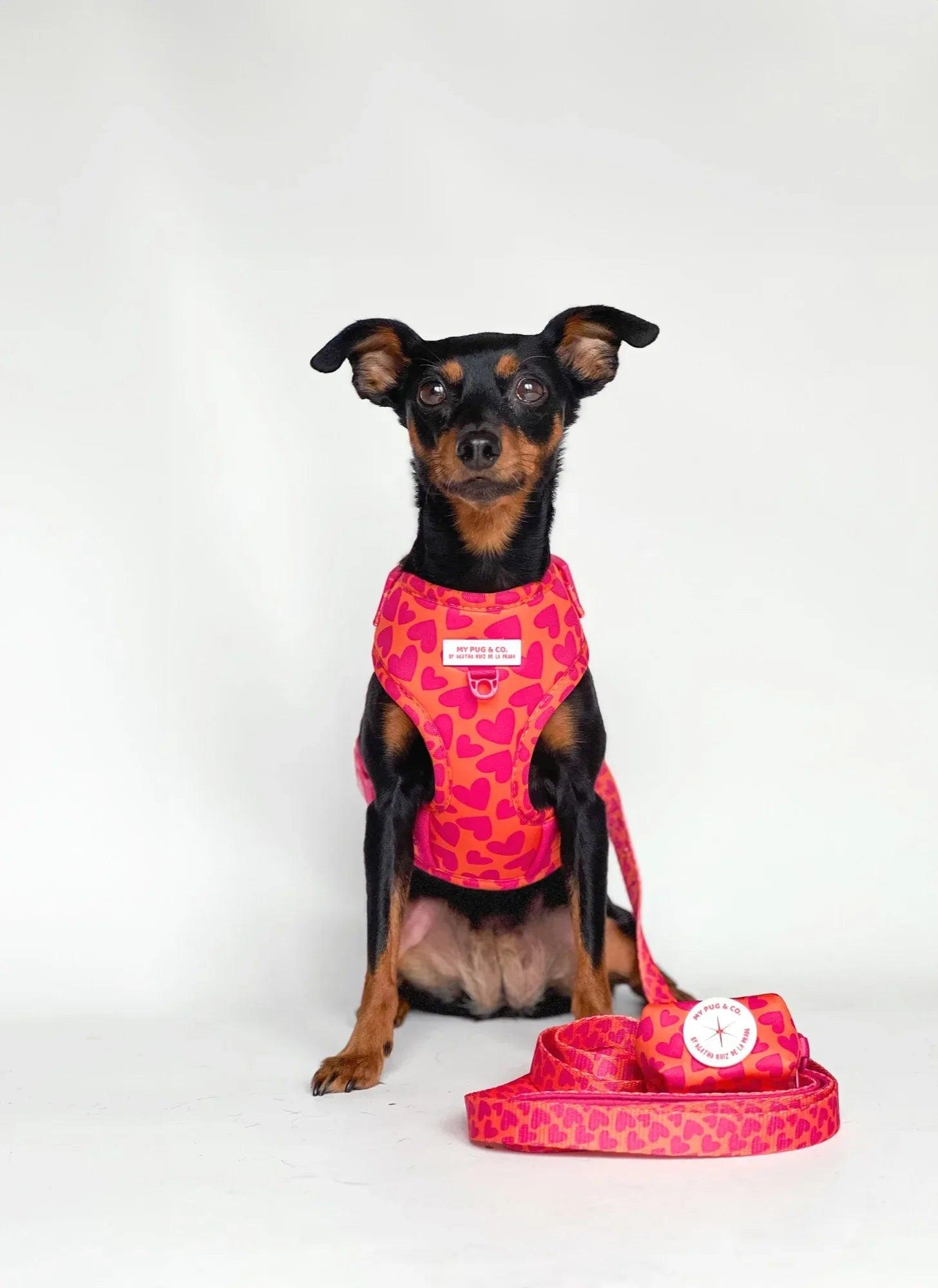 Correa para mascotas con diseño de corazones rosa y etiqueta circular