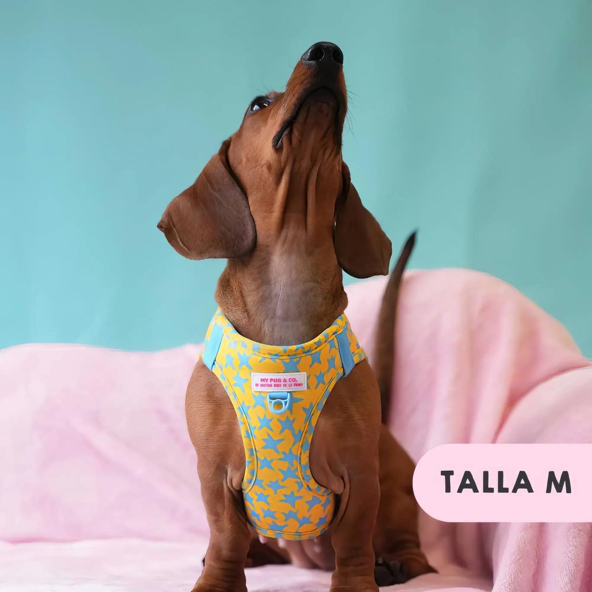 Body ajustable para perro color café con estampado de estrellas amarillas y azules
