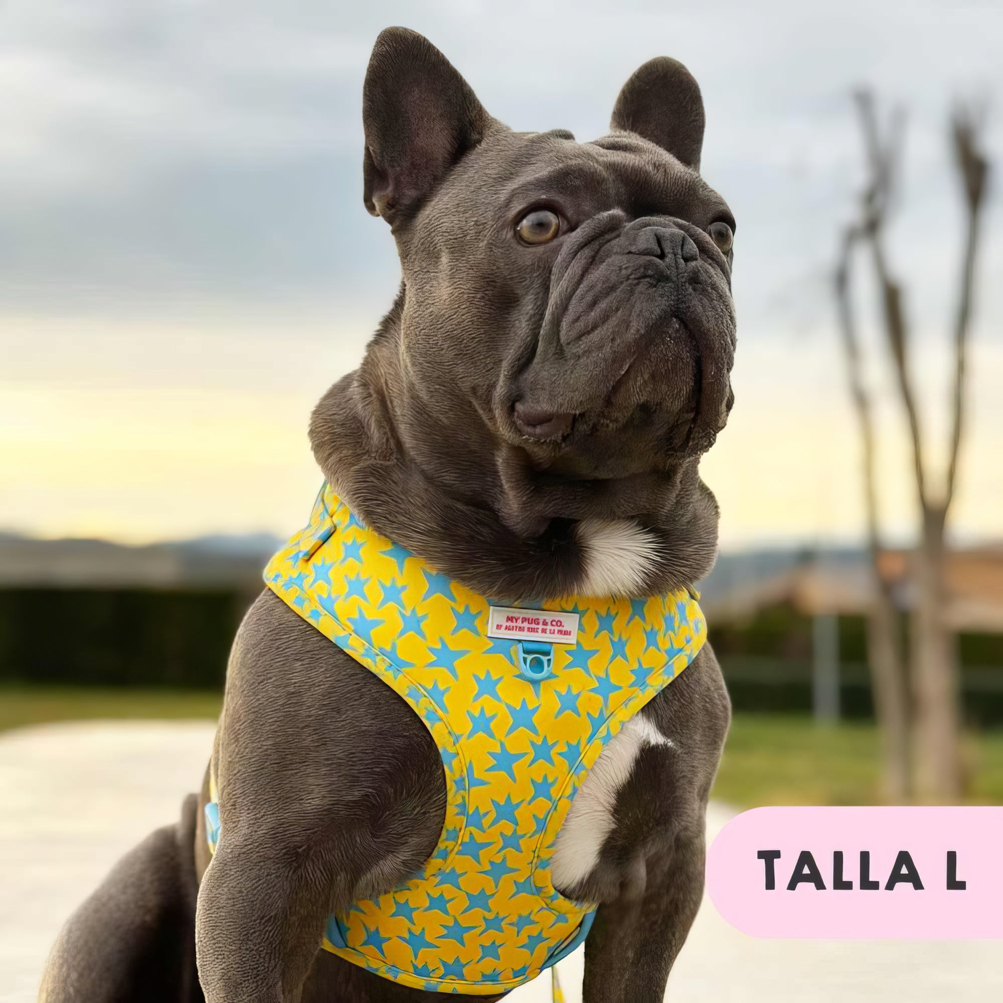 ARNES AJUSTABLE ESTRELLAS