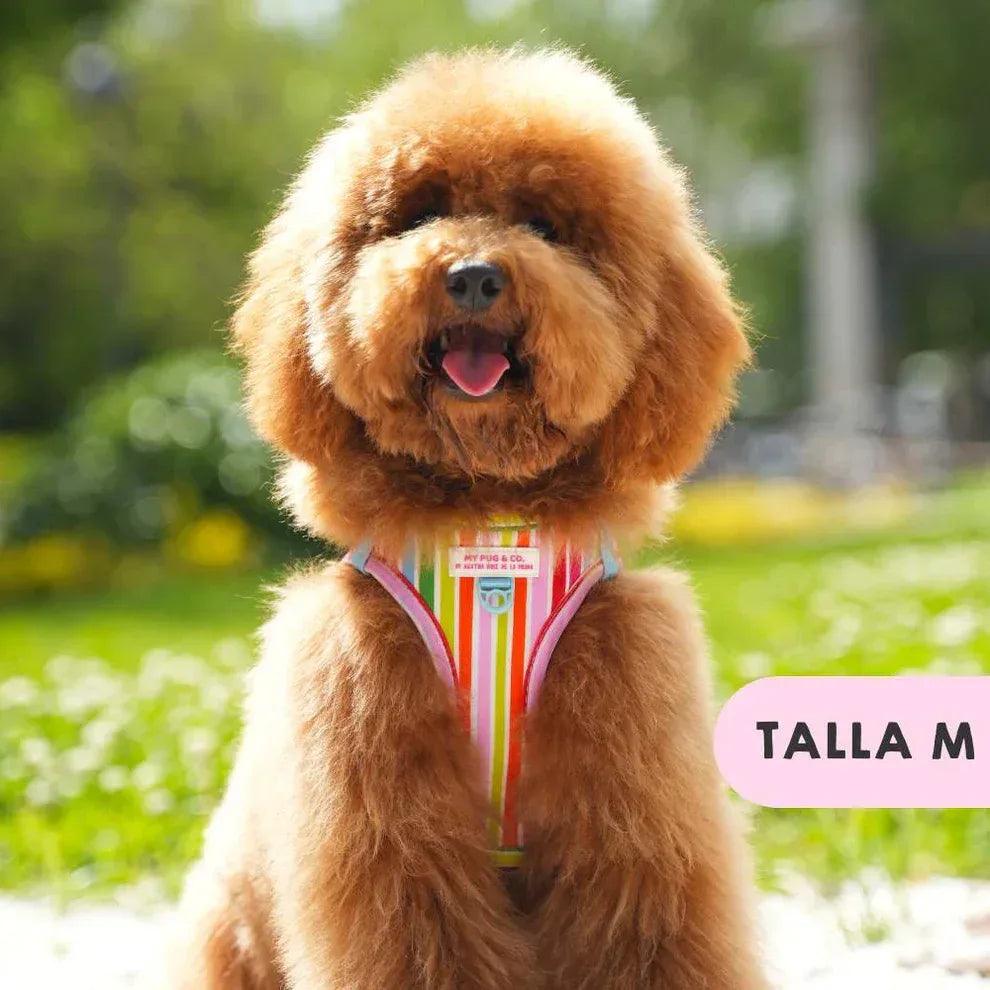 Arnés ajustable arcoíris para perro con cuello y tiras a rayas multicolor