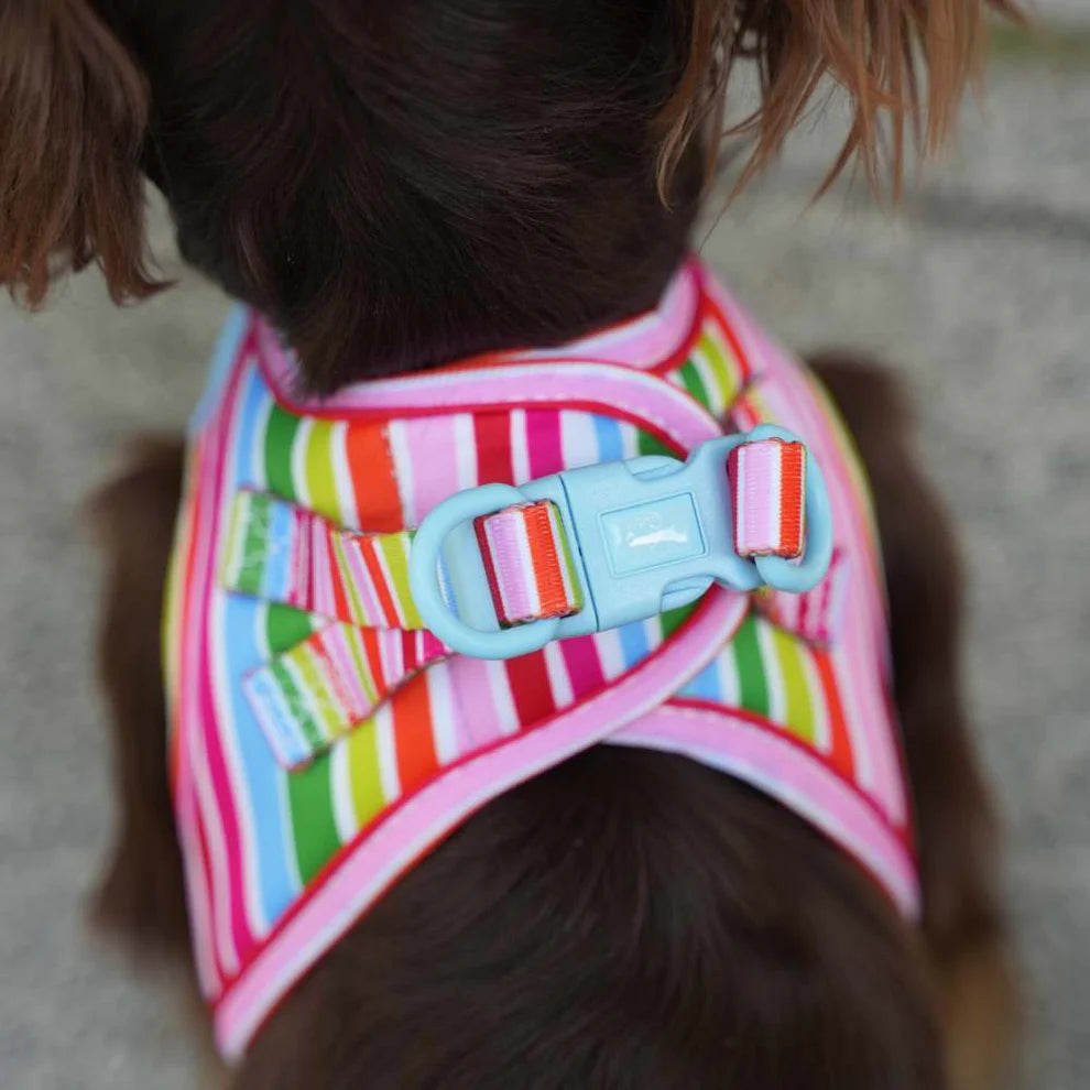 Adjustable Rainbow Body